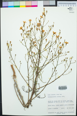 Stephanomeria exigua image