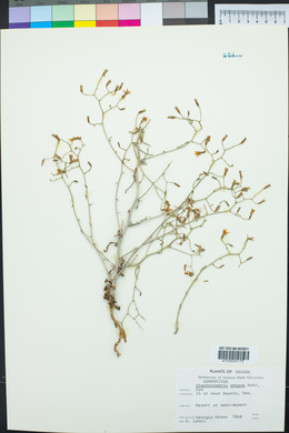 Stephanomeria exigua image