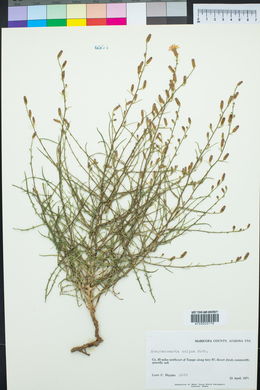 Stephanomeria exigua image