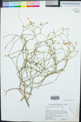 Stephanomeria pauciflora image