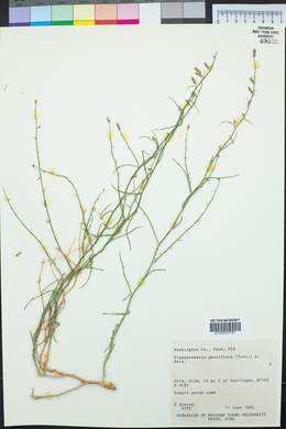 Stephanomeria pauciflora image