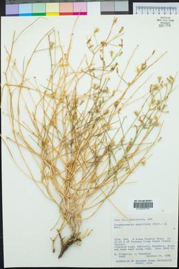 Stephanomeria pauciflora image