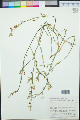 Stephanomeria pauciflora image