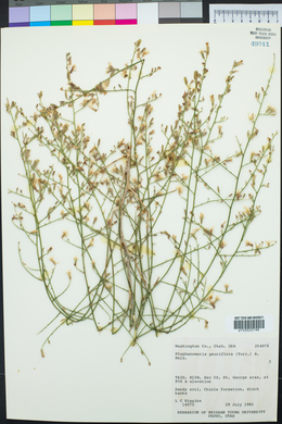 Stephanomeria pauciflora image