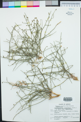 Stephanomeria pauciflora image