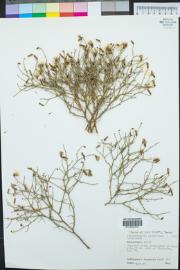 Stephanomeria pauciflora image