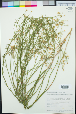 Stephanomeria pauciflora image