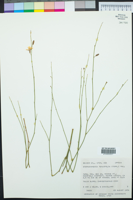 Stephanomeria tenuifolia image