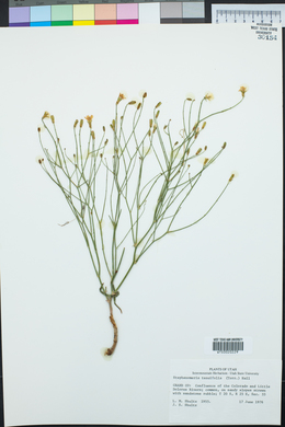 Stephanomeria tenuifolia image