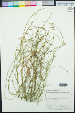 Stephanomeria tenuifolia image