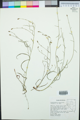 Stephanomeria tenuifolia image