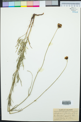 Thelesperma megapotamicum image