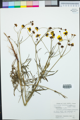 Thelesperma filifolium image