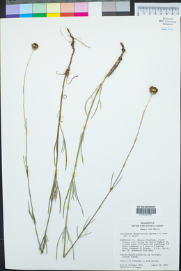 Thelesperma megapotamicum image