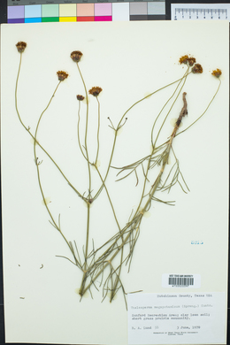 Thelesperma megapotamicum image