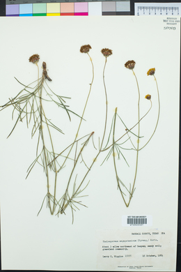 Thelesperma megapotamicum image