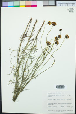 Thelesperma megapotamicum image