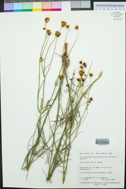 Thelesperma megapotamicum image