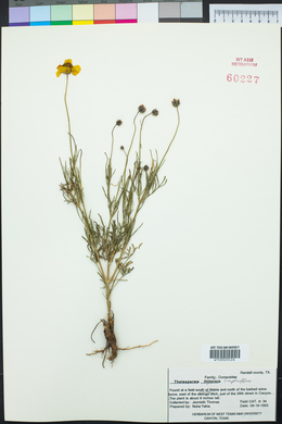 Thelesperma simplicifolium image