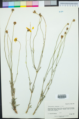 Thelesperma subnudum image