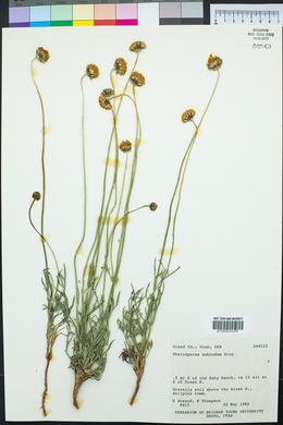 Thelesperma subnudum image