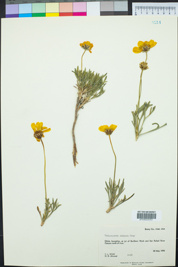 Thelesperma subnudum image