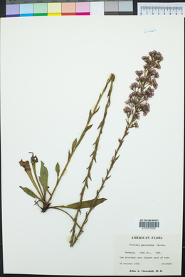 Trilisa paniculata image