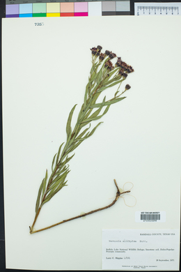 Vernonia gigantea subsp. gigantea image