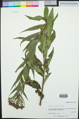 Vernonia baldwinii image