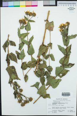 Aldama cordifolia image