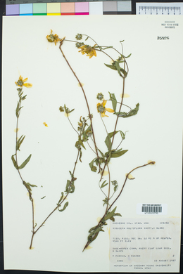 Heliomeris multiflora image