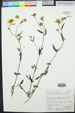 Heliomeris multiflora image