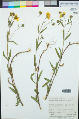 Heliomeris multiflora image