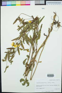 Heliomeris multiflora image