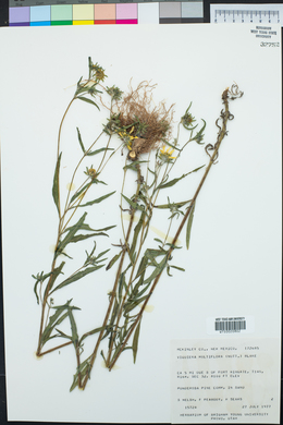 Heliomeris multiflora image