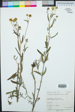 Heliomeris multiflora image