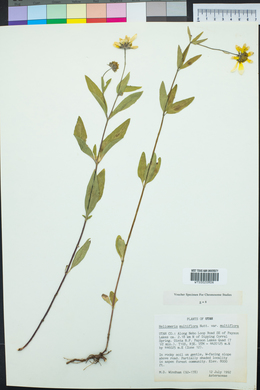 Heliomeris multiflora image