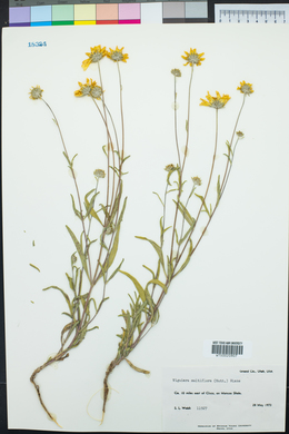 Heliomeris multiflora image