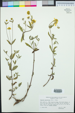 Heliomeris multiflora image