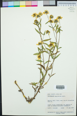 Heliomeris multiflora image