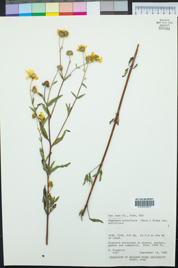 Heliomeris multiflora image