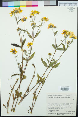 Heliomeris multiflora image