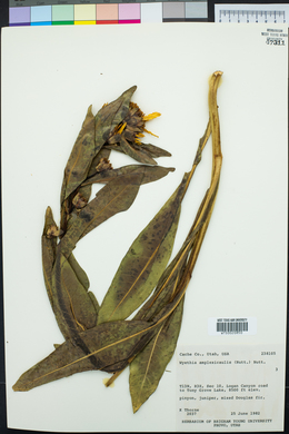 Wyethia amplexicaulis image