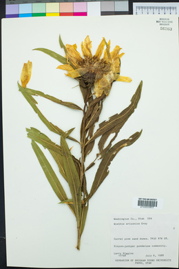 Wyethia arizonica image