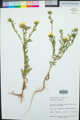 Xanthisma texanum image