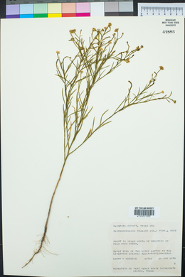 Xanthocephalum texanum image