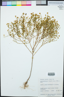 Xanthocephalum texanum image