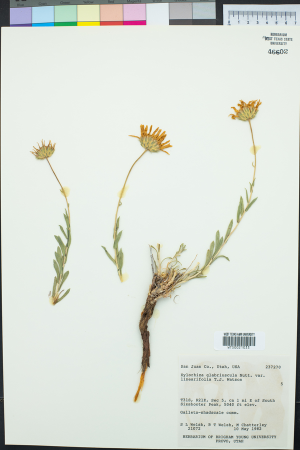 Xylorhiza glabriuscula var. linearifolia image