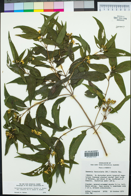 Lasianthaea ceanothifolia var. gracilis image