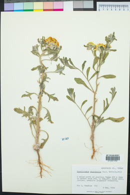 Enceliopsis argophylla image